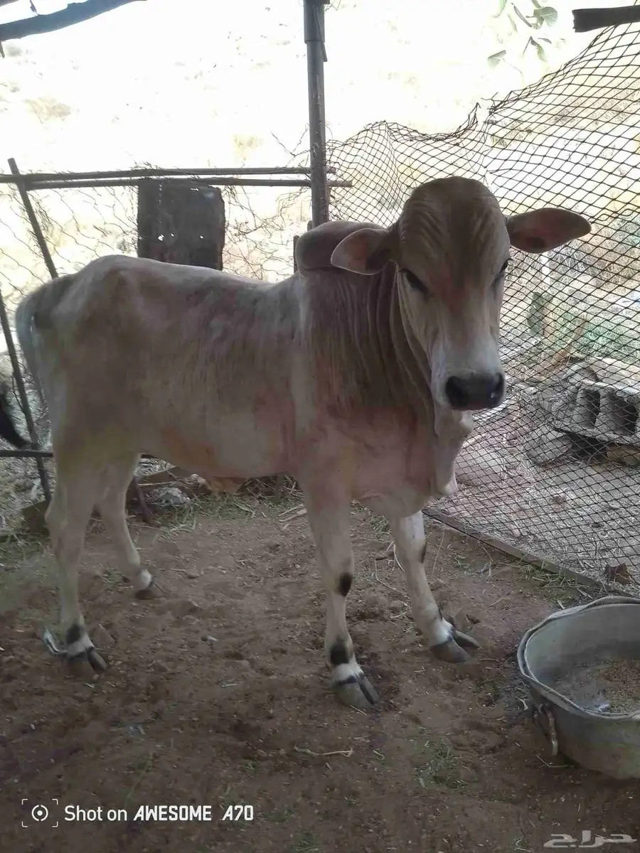 بقر بلدي 7