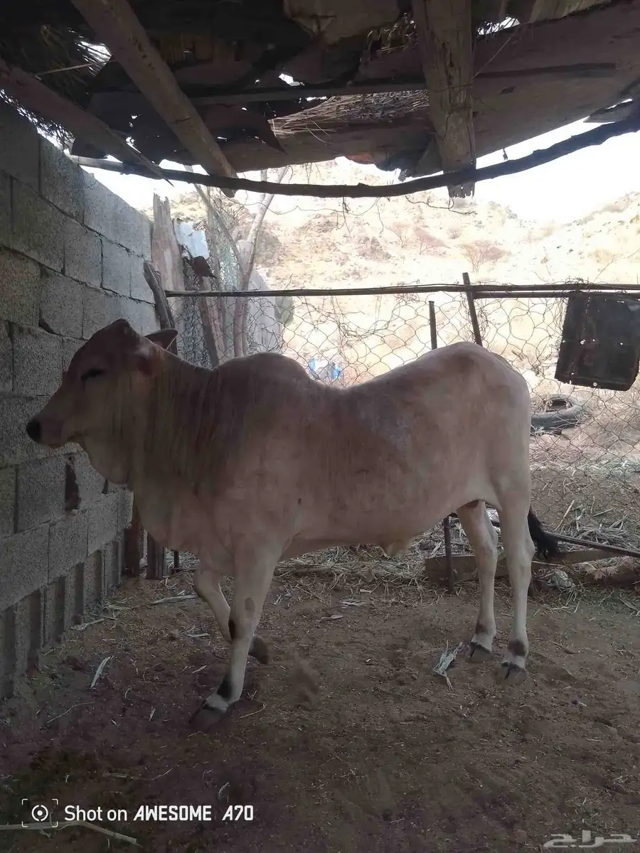 بقر بلدي 6