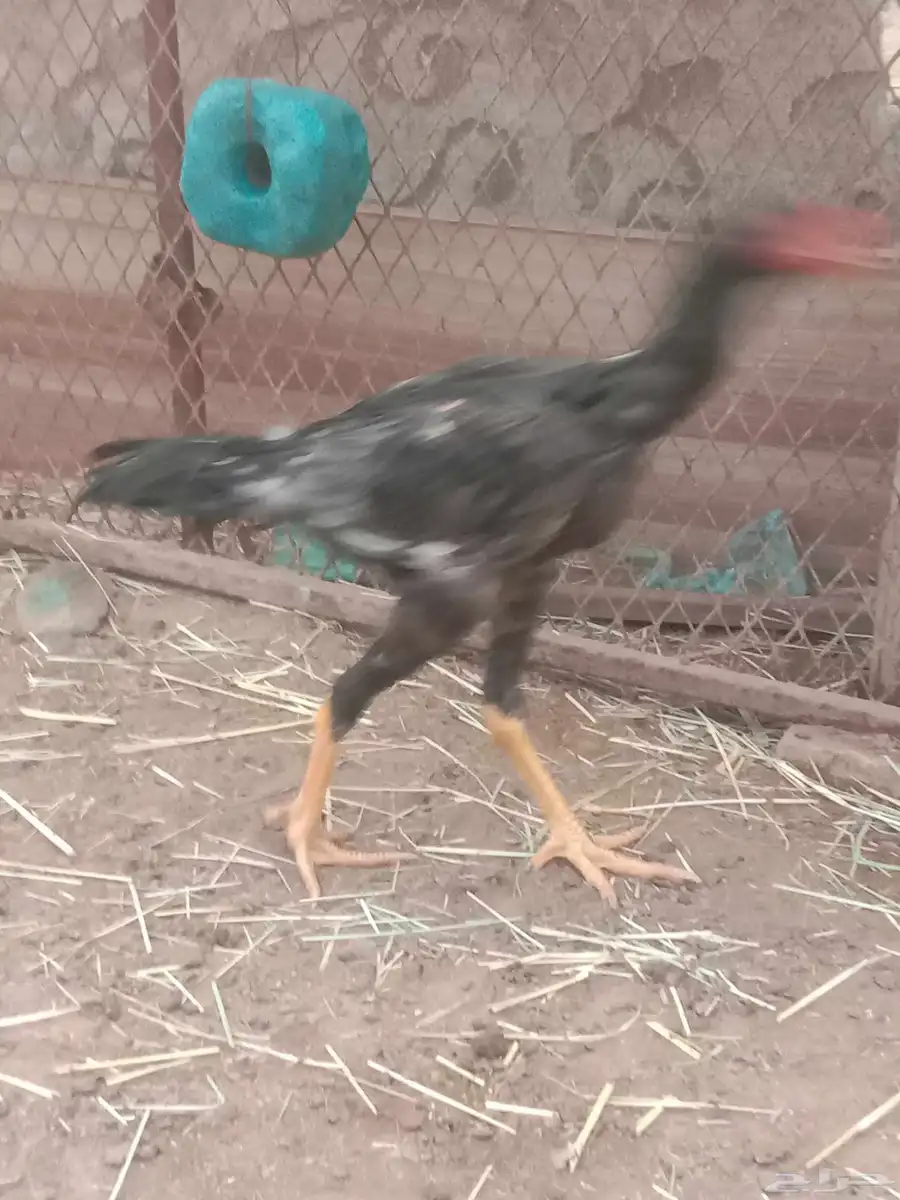دجاج 6