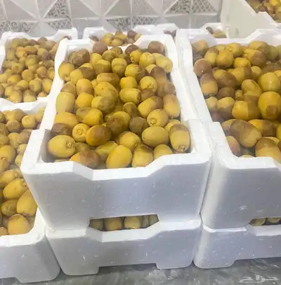 رطب روثانة وانواع فاخرة من رطب المدينة المنورة 1