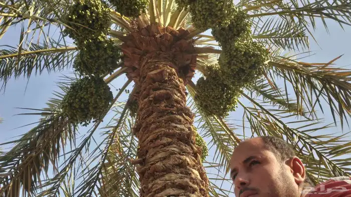 الي عنده مزرعه مهجور و يشتي يضبط ها ماعليه سوا اتواصل 1