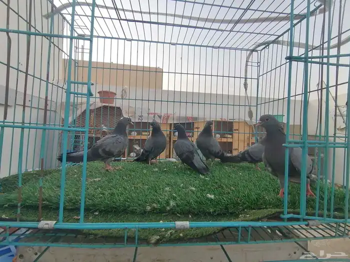 صنعاني (تم البيع) 0