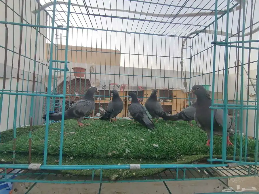 صنعاني (تم البيع) 0