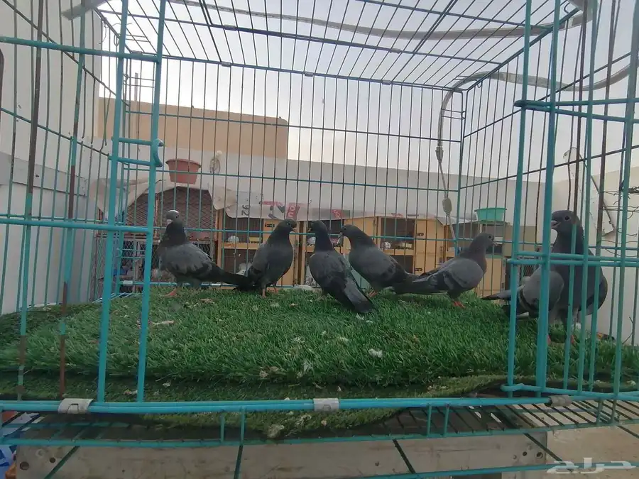 صنعاني (تم البيع) 1