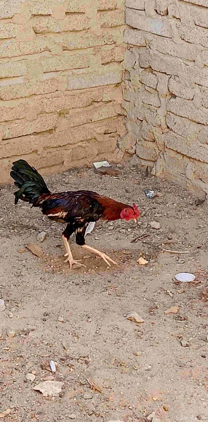 ديك للبيع 2