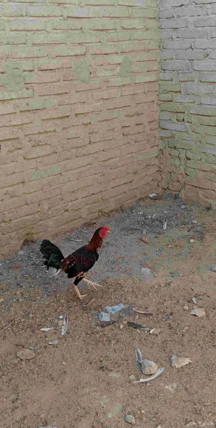 ديك للبيع 0