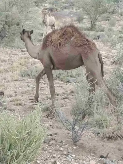 خمسه حشوان للبيع جمله 1