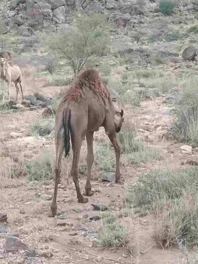 خمسه حشوان للبيع جمله 0