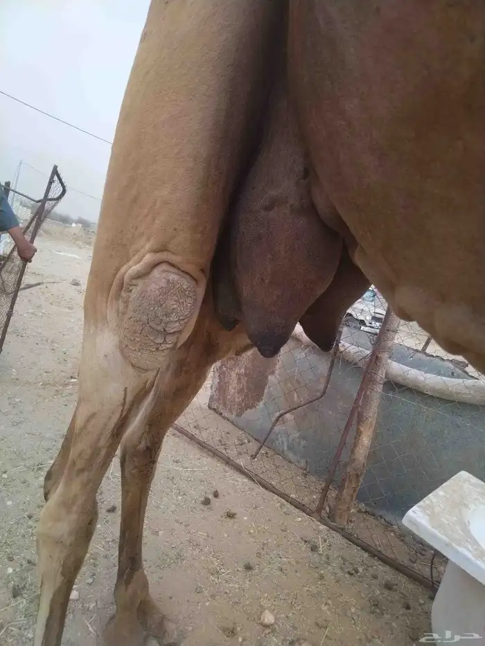 ابل للبيع 2