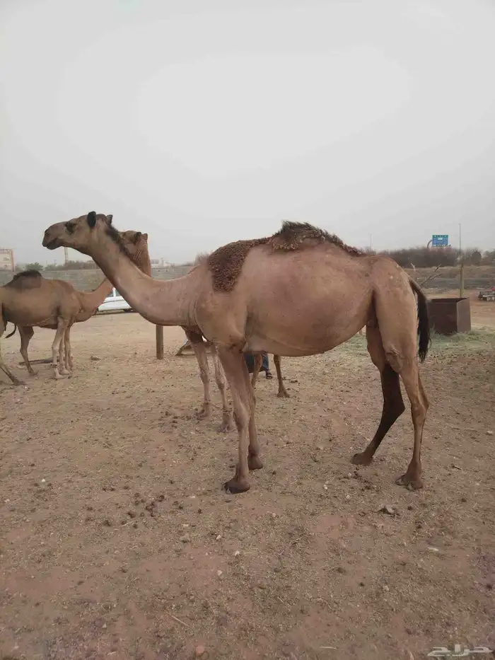 ابل للبيع 7