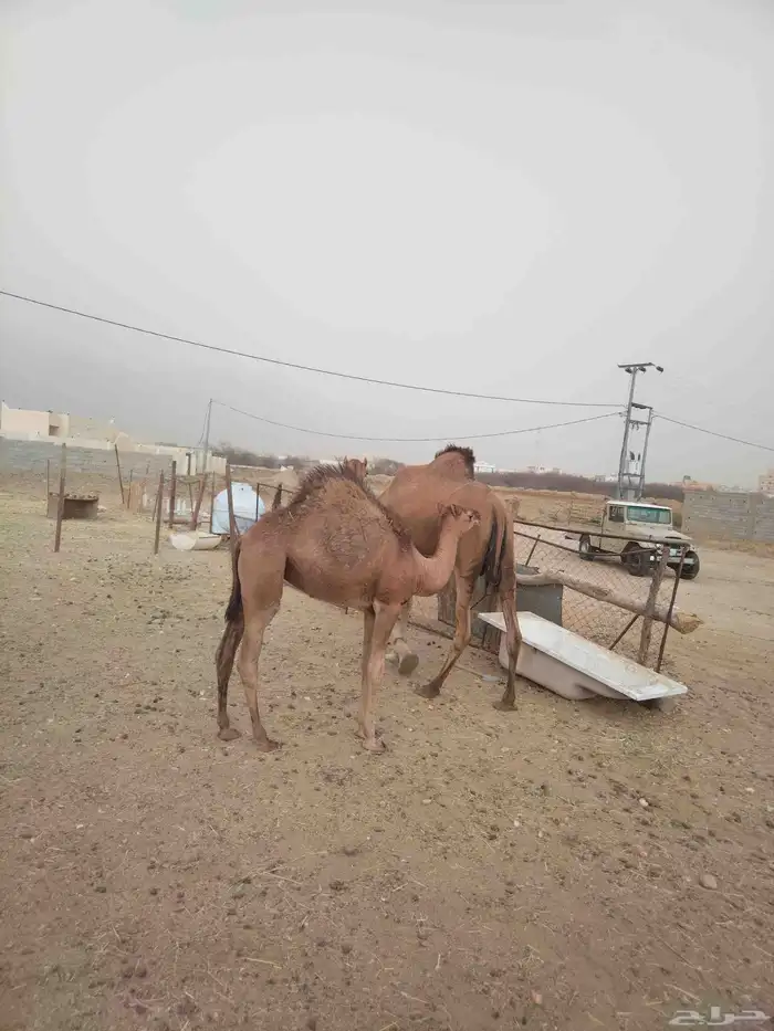 ابل للبيع 4