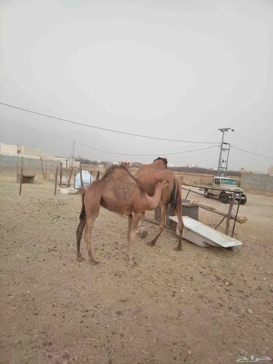 ابل للبيع 4