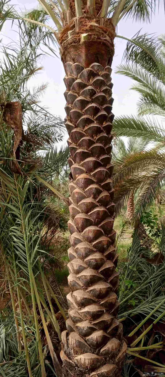 تكريب وتنظيف وشذاب نخل العربي ول واشنطونيا وتغيير الترب 3