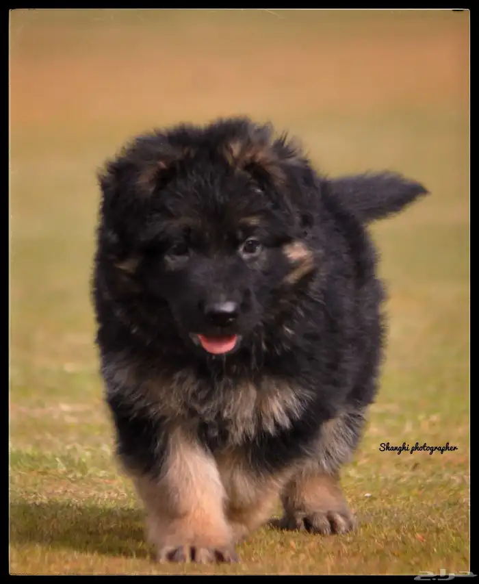 جيرمن شيبرد اهالى مستورده 1