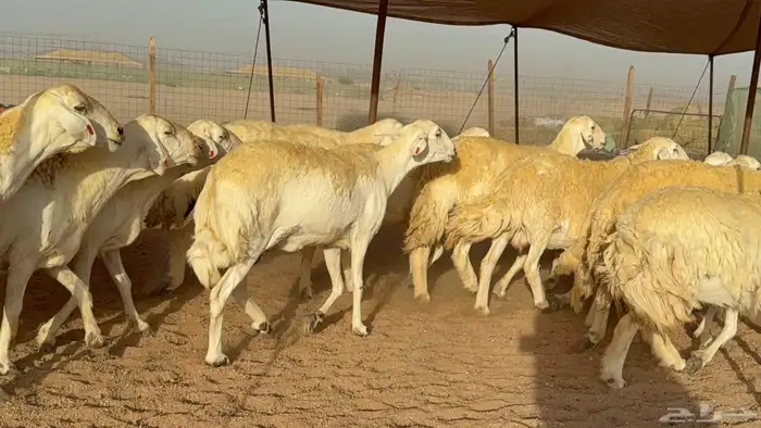 غنم حريات صنف 5
