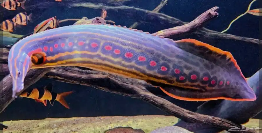 aquarium fish 5