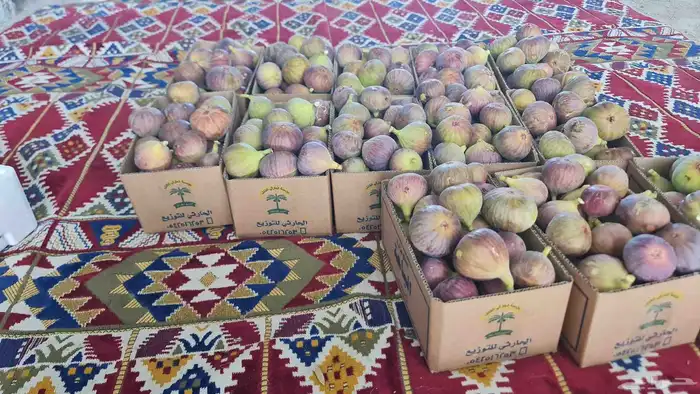 حماط نظيف إنتاج يومي طازه 2