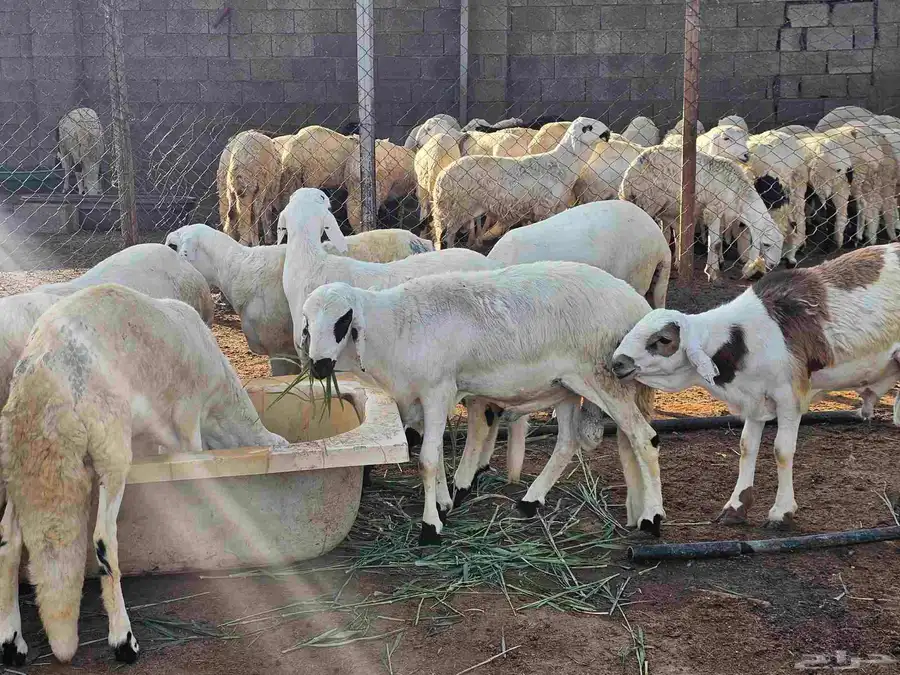 غنم خرفان سواكن 2