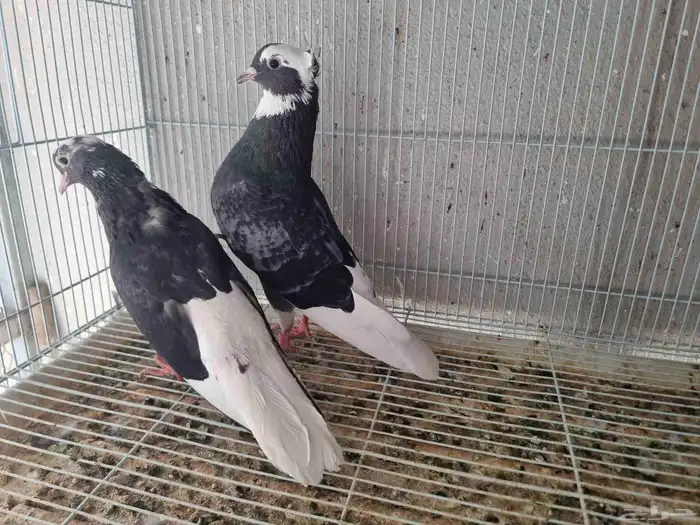 جوز حمام قطايف 2