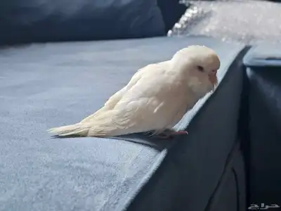 فروخ بادجي غر 2