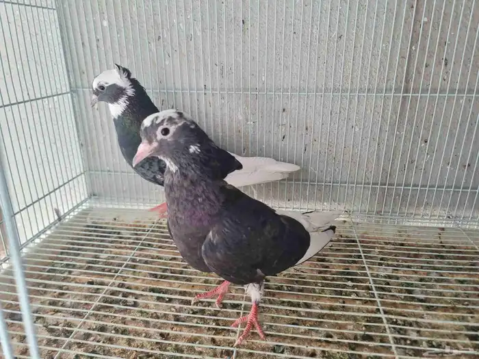 جوز حمام قطايف 5