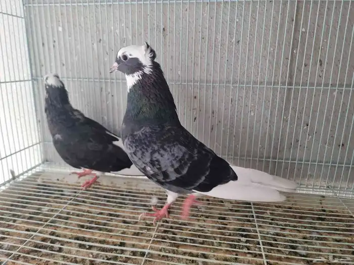 جوز حمام قطايف 0