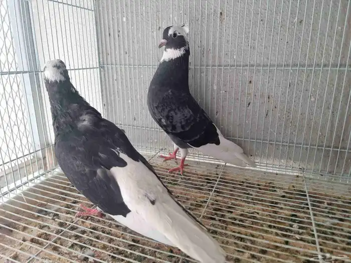 جوز حمام قطايف 3