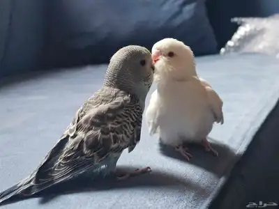 فروخ بادجي غر 1
