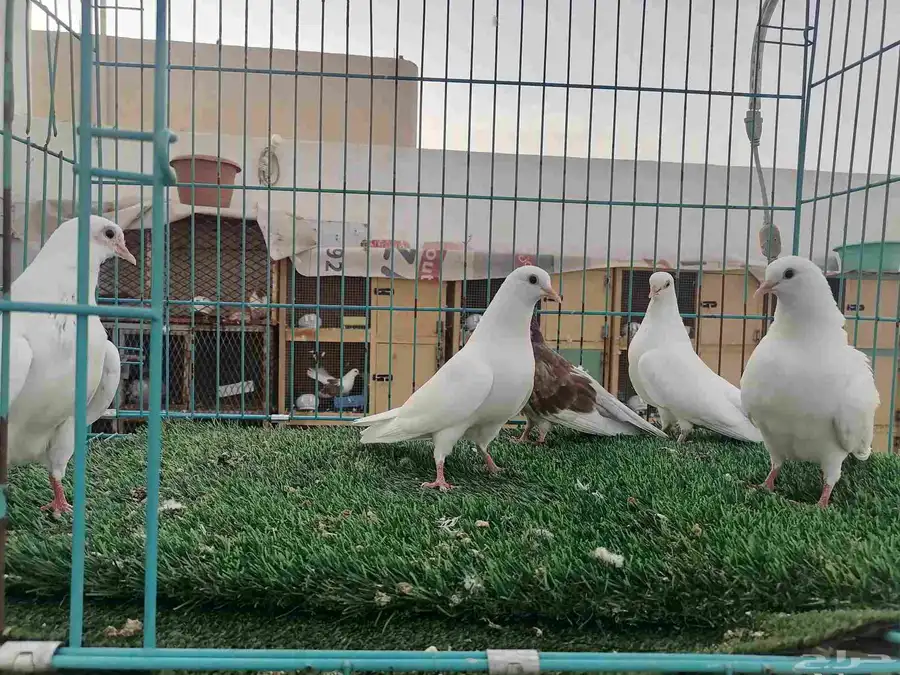 صنعاني (تم البيع) 4