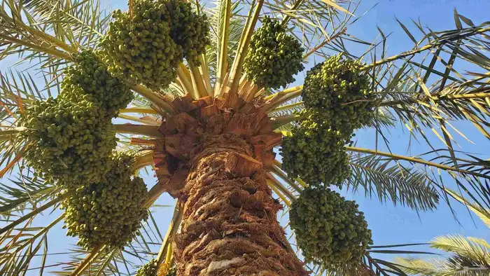 الي عنده مزرعه مهجور و يشتي يضبط ها ماعليه سوا اتواصل 3