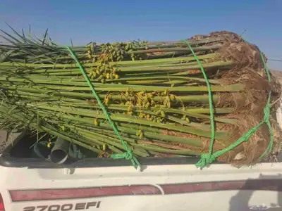 يوجدلدين جميع انواع انخل المثمره وزينه 1