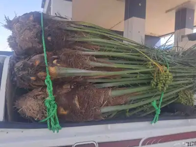 يوجدلدين جميع انواع انخل المثمره وزينه 3
