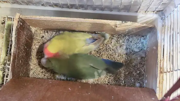 عصافير ذكر و انثى روز منتجين مع بيض مخصب 2