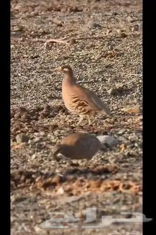 طريب 0