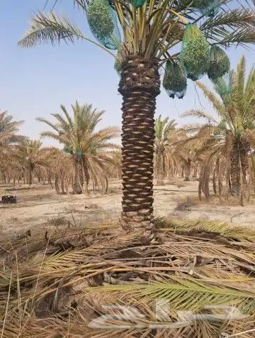 نخل شبك مزرعة شبوك نخيل تراث عربي 4