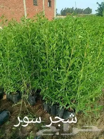 ثيل طبيعي 5