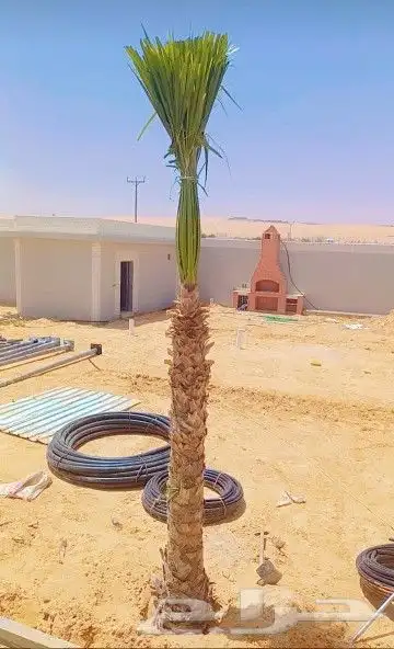 نخل شبك مزرعة شبوك نخيل تراث عربي 6