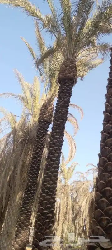 نخل وادي الدواسر عربي طول سته متر وسبعه 0