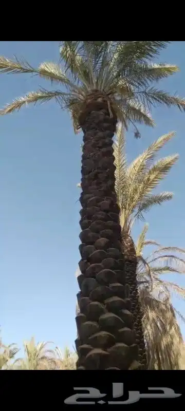 نخل وادي الدواسر عربي طول سته متر وسبعه 1