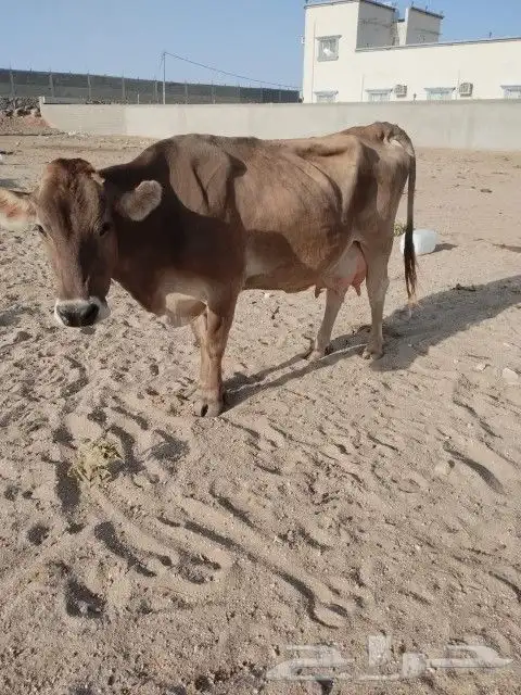 بقره المانيه حليب هاديه شرط من اي عذروب ام ثالث 0