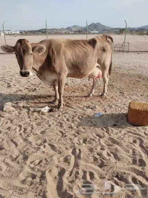 بقره المانيه حليب هاديه شرط من اي عذروب ام ثالث 1
