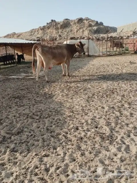 بقره المانيه حليب هاديه شرط من اي عذروب ام ثالث 2