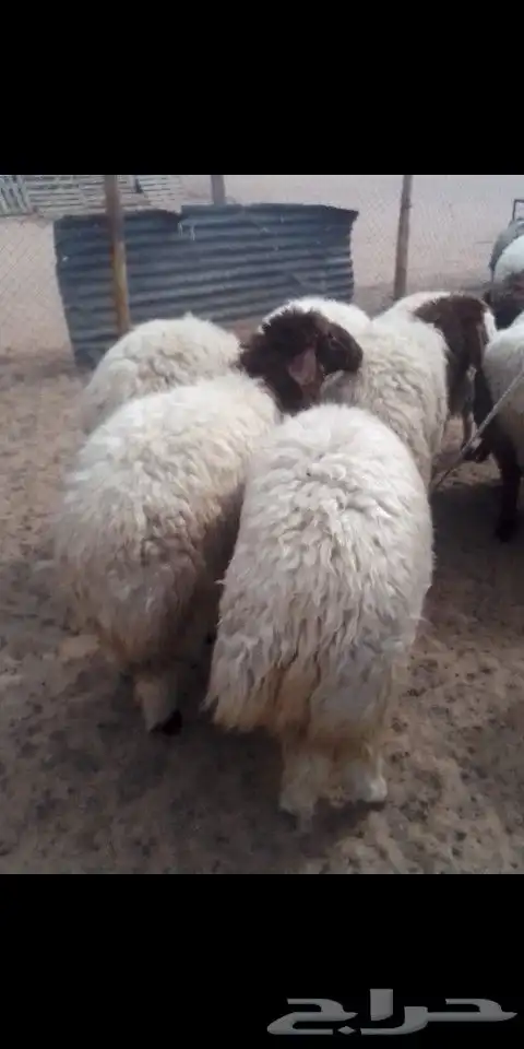 ذبايح للبيع تمايم شيء طيب 3