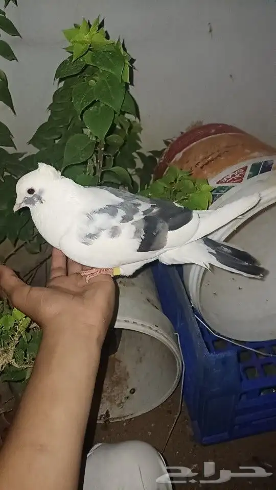 حمام قلبي 2