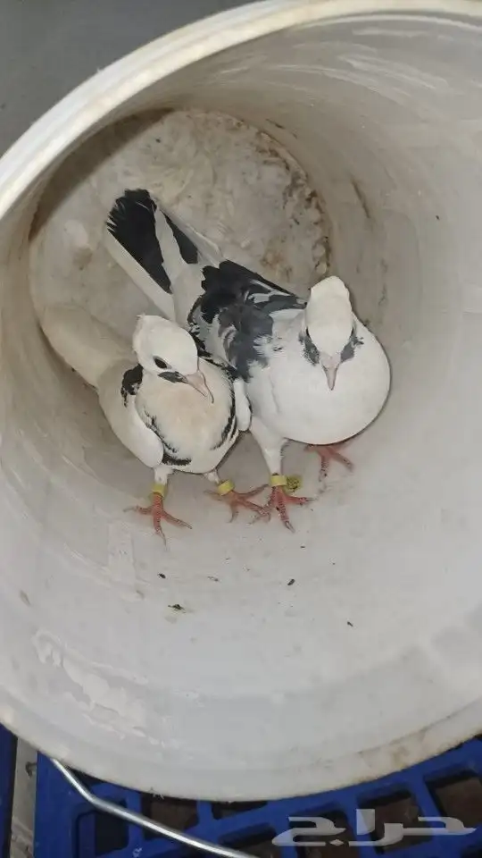 حمام قلبي 1