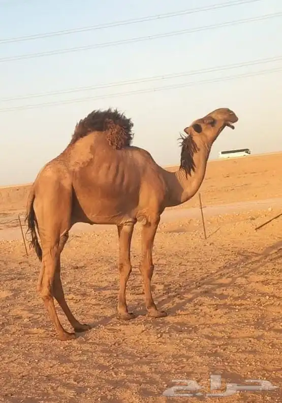 قعود أصفر فحل كفو 0