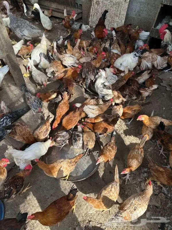 ديوك للبيع 0