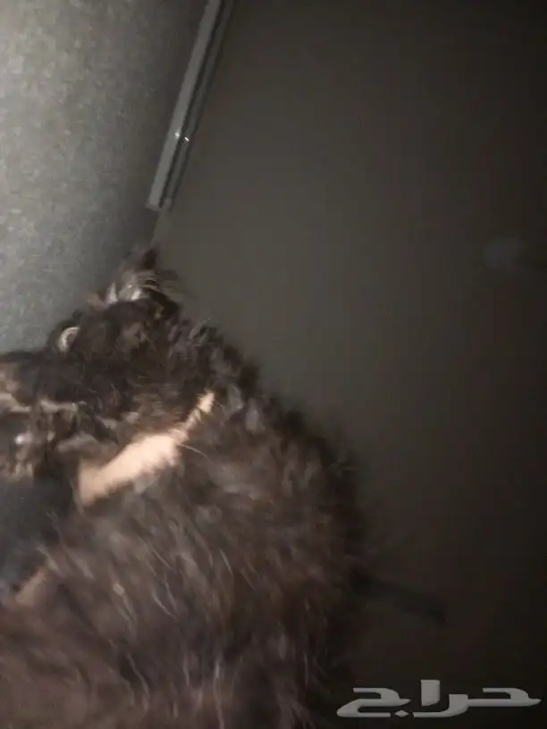 للتبني قطه ذكر شيرازي اسود التواصل عبر واتساب فقط 0