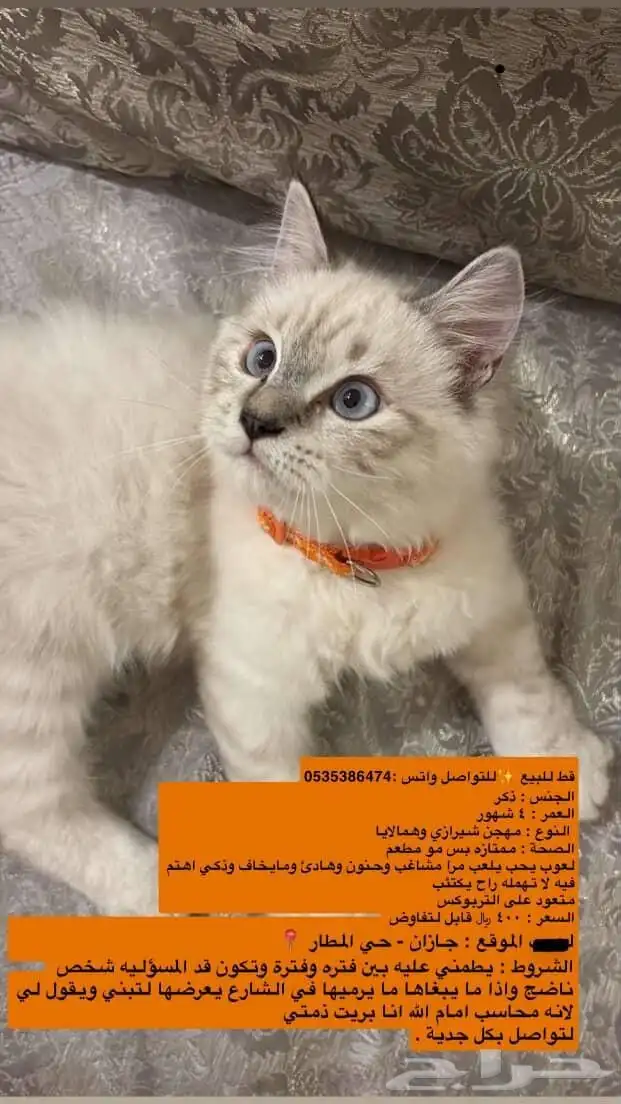 قطط هيمالايا 0