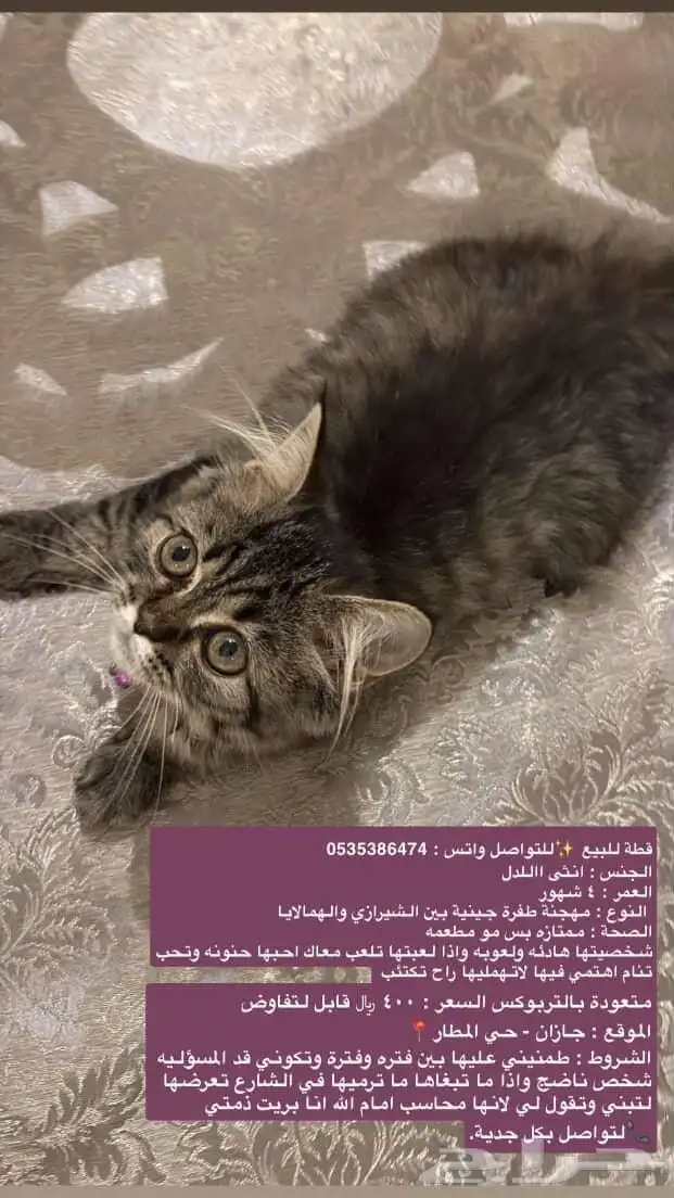 قطط هيمالايا 3